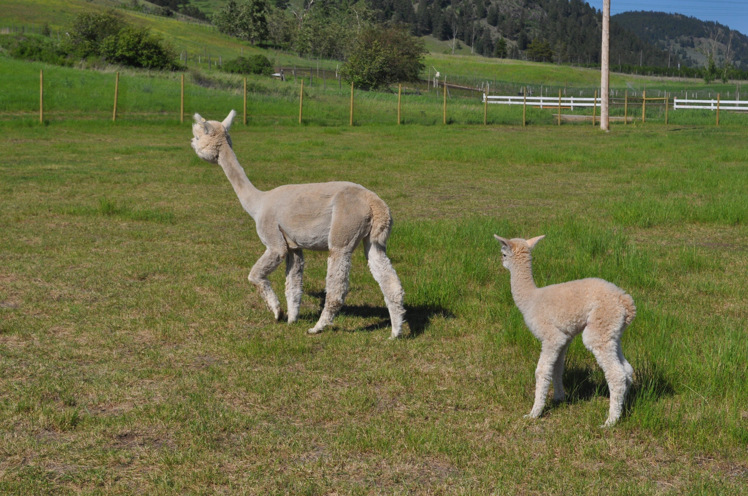 Alpaca cria Bianca is born at COKAL Ranch
