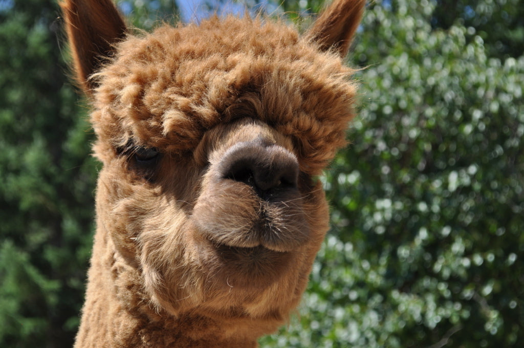 6 health benefits of Alpaca wool you might not know