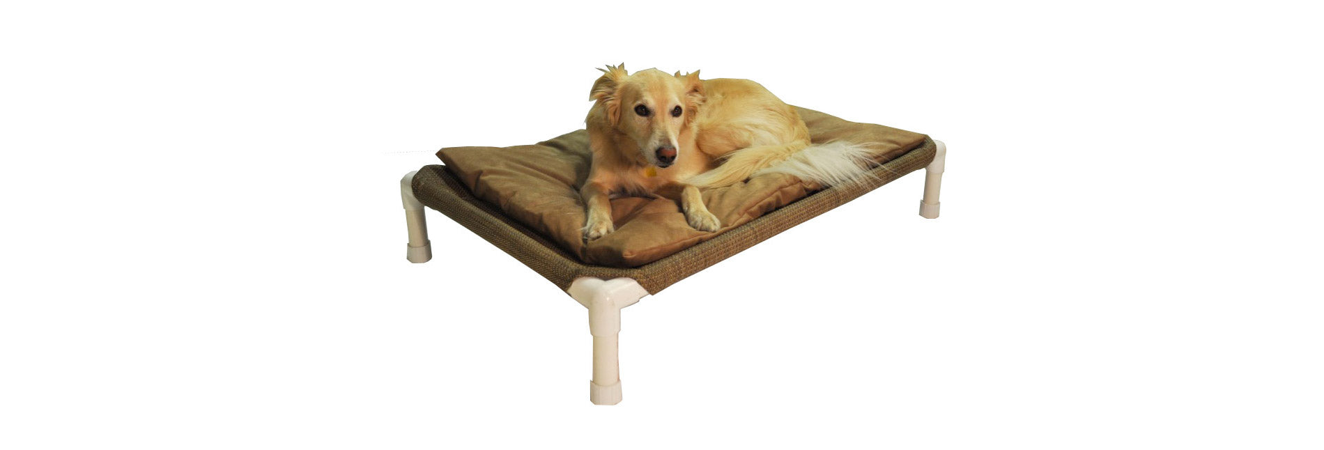 Do dogs need a dog bed?