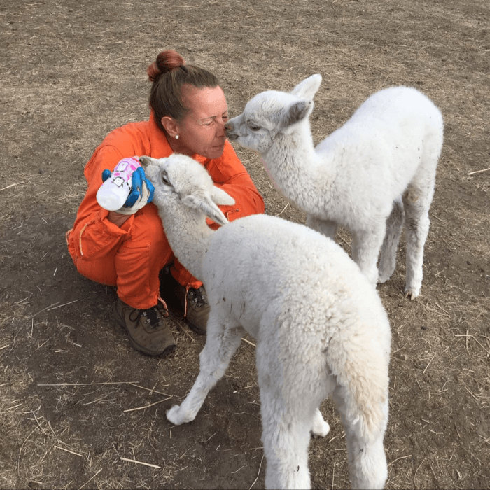 Life on our alpaca ranch