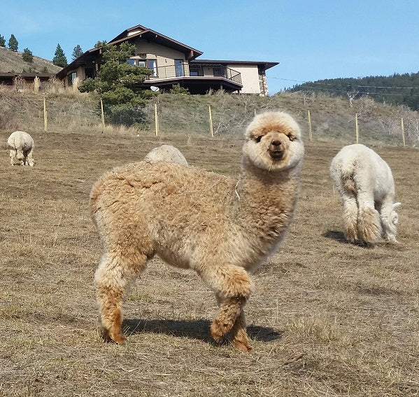 About The Alpaca Ranch